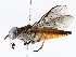  ( - BIOUG76509-D09)  @11 [ ] CreativeCommons - Attribution (2022) CBG Photography Group Centre for Biodiversity Genomics