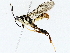  ( - BIOUG76512-A03)  @11 [ ] CreativeCommons - Attribution (2022) CBG Photography Group Centre for Biodiversity Genomics