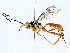 ( - BIOUG76512-A11)  @11 [ ] CreativeCommons - Attribution (2022) CBG Photography Group Centre for Biodiversity Genomics