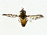  ( - BIOUG76533-C01)  @11 [ ] CreativeCommons - Attribution (2022) CBG Photography Group Centre for Biodiversity Genomics