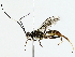  ( - BIOUG77725-E03)  @11 [ ] CreativeCommons - Attribution (2022) CBG Photography Group Centre for Biodiversity Genomics