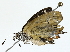  ( - BIOUG77726-A04)  @11 [ ] CreativeCommons - Attribution (2022) CBG Photography Group Centre for Biodiversity Genomics