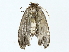  ( - BIOUG77727-B11)  @11 [ ] CreativeCommons - Attribution (2022) CBG Photography Group Centre for Biodiversity Genomics