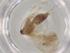  (Idaea Malaise0013 - BIOUG79016-G06)  @11 [ ] CreativeCommons - Attribution (2022) Centre for Biodiversity Genomics Centre for Biodiversity Genomics