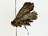  (herSullivan5263 - BIOUG85263-A01)  @11 [ ] CreativeCommons - Attribution (2022) CBG Photography Group Centre for Biodiversity Genomics
