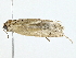  (Stenoma Malaise9965 - BIOUG85264-D04)  @11 [ ] CreativeCommons - Attribution (2022) CBG Photography Group Centre for Biodiversity Genomics