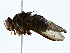  ( - BIOUG85265-B07)  @11 [ ] CreativeCommons - Attribution (2022) CBG Photography Group Centre for Biodiversity Genomics