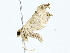  (Lascoria Malaise5382 - BIOUG85266-A08)  @11 [ ] CreativeCommons - Attribution (2022) CBG Photography Group Centre for Biodiversity Genomics