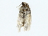  (Antaeotricha Malaise6300 - BIOUG85266-B07)  @11 [ ] CreativeCommons - Attribution (2022) CBG Photography Group Centre for Biodiversity Genomics