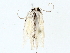  (Antaeotricha Malaise8393 - BIOUG85266-B11)  @13 [ ] CreativeCommons - Attribution (2022) CBG Photography Group Centre for Biodiversity Genomics