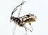  ( - BIOUG85266-E06)  @11 [ ] CreativeCommons - Attribution (2022) CBG Photography Group Centre for Biodiversity Genomics