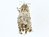  ( - BIOUG85267-A09)  @11 [ ] CreativeCommons - Attribution (2022) CBG Photography Group Centre for Biodiversity Genomics