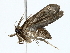  ( - BIOUG85267-B06)  @11 [ ] CreativeCommons - Attribution (2022) CBG Photography Group Centre for Biodiversity Genomics