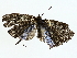  ( - BIOUG85268-A03)  @11 [ ] CreativeCommons - Attribution (2022) CBG Photography Group Centre for Biodiversity Genomics
