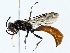  ( - BIOUG85268-A11)  @11 [ ] CreativeCommons - Attribution (2022) CBG Photography Group Centre for Biodiversity Genomics
