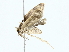  (Antaeotricha Malaise8496 - BIOUG85268-C06)  @11 [ ] CreativeCommons - Attribution (2022) CBG Photography Group Centre for Biodiversity Genomics