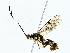  ( - BIOUG85296-B04)  @11 [ ] CreativeCommons - Attribution (2022) CBG Photography Group Centre for Biodiversity Genomics