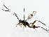  ( - BIOUG85296-C03)  @11 [ ] CreativeCommons - Attribution (2022) CBG Photography Group Centre for Biodiversity Genomics