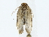  ( - BIOUG85296-E08)  @11 [ ] CreativeCommons - Attribution (2022) CBG Photography Group Centre for Biodiversity Genomics