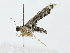  (Aulacodes Malaise5522 - BIOUG85296-E12)  @11 [ ] CreativeCommons - Attribution (2022) CBG Photography Group Centre for Biodiversity Genomics