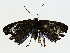  ( - BIOUG85297-D02)  @11 [ ] CreativeCommons - Attribution (2022) CBG Photography Group Centre for Biodiversity Genomics