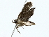  ( - BIOUG85298-A07)  @11 [ ] CreativeCommons - Attribution (2022) CBG Photography Group Centre for Biodiversity Genomics