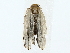  (Antaeotricha Malaise8373 - BIOUG85298-A10)  @11 [ ] CreativeCommons - Attribution (2022) CBG Photography Group Centre for Biodiversity Genomics