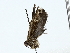  ( - BIOUG85298-A11)  @11 [ ] CreativeCommons - Attribution (2022) CBG Photography Group Centre for Biodiversity Genomics