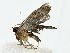  (Dichomeris designatellaDHJ03 - BIOUG85298-H08)  @13 [ ] CreativeCommons - Attribution (2022) CBG Photography Group Centre for Biodiversity Genomics
