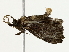  ( - BIOUG85300-D01)  @11 [ ] CreativeCommons - Attribution (2022) CBG Photography Group Centre for Biodiversity Genomics
