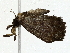  ( - BIOUG85300-D02)  @11 [ ] CreativeCommons - Attribution (2022) CBG Photography Group Centre for Biodiversity Genomics