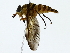  ( - BIOUG85300-E09)  @11 [ ] CreativeCommons - Attribution (2022) CBG Photography Group Centre for Biodiversity Genomics