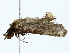  ( - BIOUG85301-A09)  @11 [ ] CreativeCommons - Attribution (2022) CBG Photography Group Centre for Biodiversity Genomics