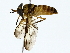  ( - BIOUG85301-C07)  @11 [ ] CreativeCommons - Attribution (2022) CBG Photography Group Centre for Biodiversity Genomics
