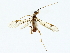  (Triraphis Malaise3847 - BIOUG85301-D06)  @11 [ ] CreativeCommons - Attribution (2022) CBG Photography Group Centre for Biodiversity Genomics