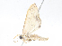  ( - CBG-A08773-G10)  @11 [ ] CreativeCommons - Attribution Share - Alike (2023) CBG Photography Group Centre for Biodiversity Genomics