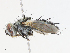  ( - CBG-A13218-F01)  @11 [ ] CreativeCommons - Attribution Share - Alike (2023) CBG Photography Group Centre for Biodiversity Genomics