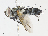  ( - CBG-A13218-F03)  @11 [ ] CreativeCommons - Attribution Share - Alike (2023) CBG Photography Group Centre for Biodiversity Genomics