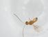  (Ecphylus malaise8065 - CBG-A11830-D08)  @11 [ ] CreativeCommons - Attribution Share - Alike (2023) Centre for Biodiversity Genomics Centre for Biodiversity Genomics