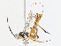  ( - CBG-A13226-A02)  @11 [ ] CreativeCommons - Attribution Share - Alike (2023) CBG Photography Group Centre for Biodiversity Genomics