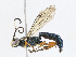  ( - CBG-A13226-A03)  @11 [ ] CreativeCommons - Attribution Share - Alike (2023) CBG Photography Group Centre for Biodiversity Genomics
