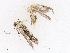  ( - CBG-A13234-F01)  @11 [ ] CreativeCommons - Attribution Share - Alike (2023) CBG Photography Group Centre for Biodiversity Genomics
