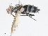  (Vanderwulpia Janzen5444 - CBG-A13236-C04)  @11 [ ] CreativeCommons - Attribution Share - Alike (2023) CBG Photography Group Centre for Biodiversity Genomics