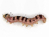  ( - CBG-A13237-E12)  @11 [ ] CreativeCommons - Attribution Share - Alike (2023) CBG Photography Group Centre for Biodiversity Genomics