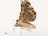  ( - CBG-A54399-B10)  @11 [ ] CreativeCommons - Attribution Share - Alike (2024) CBG Photography Group Centre for Biodiversity Genomics