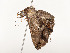  ( - CBG-A54399-D06)  @11 [ ] CreativeCommons - Attribution Share - Alike (2024) CBG Photography Group Centre for Biodiversity Genomics