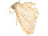  ( - CBG-A54505-B02)  @11 [ ] CreativeCommons - Attribution Share - Alike (2024) CBG Photography Group Centre for Biodiversity Genomics