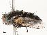  ( - CBG-A54506-A11)  @11 [ ] CreativeCommons - Attribution Share - Alike (2024) CBG Photography Group Centre for Biodiversity Genomics