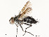  ( - CBG-A54506-D04)  @11 [ ] CreativeCommons - Attribution Share - Alike (2024) CBG Photography Group Centre for Biodiversity Genomics
