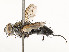  ( - CBG-A54510-E11)  @11 [ ] CreativeCommons - Attribution Share - Alike (2024) CBG Photography Group Centre for Biodiversity Genomics